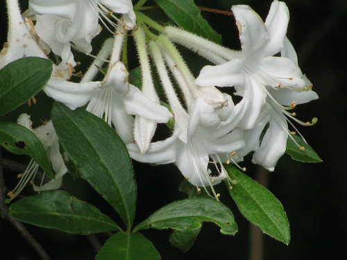 Swamp Azalea