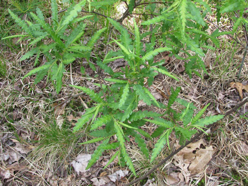 Sweetfern