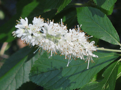 Sweet Pepperbush (Summersweet)