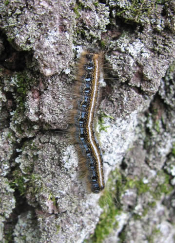 Tent Caterpillar