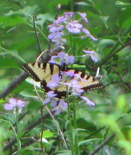 Tiger Swallowtail