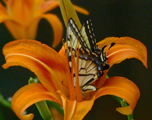 Tiger Swallowtail Butterfly