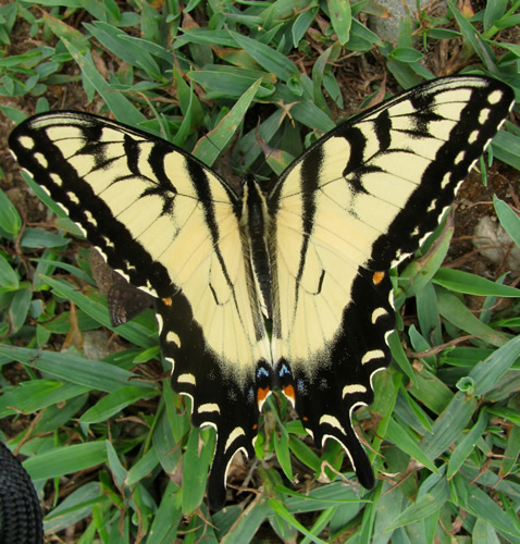 Tiger Swallowtail Butterfly