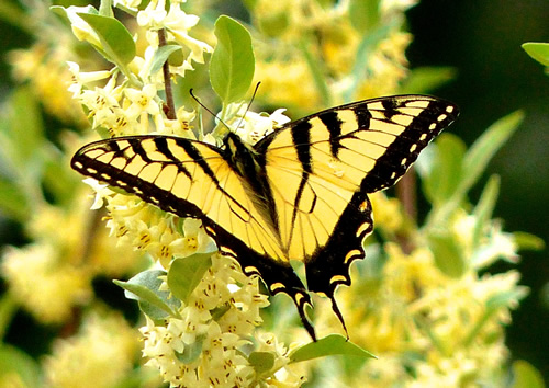 Eastern Tiger Swallowtail Butterfly