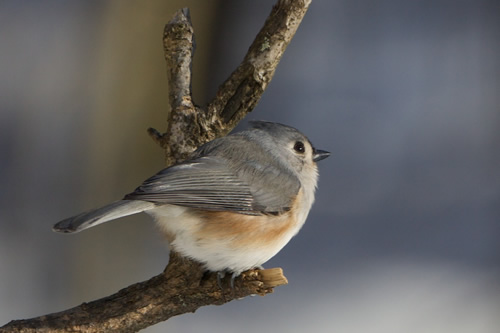 Tufted Titmouse