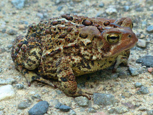American Toad