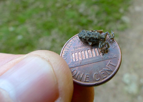 American Toad