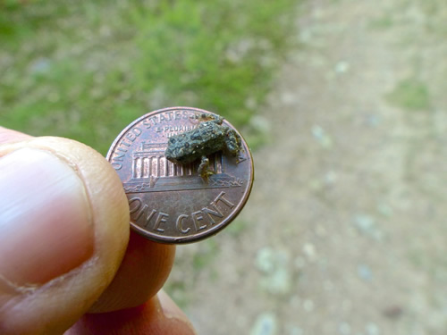American Toad