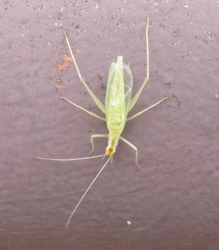 Tree Cricket