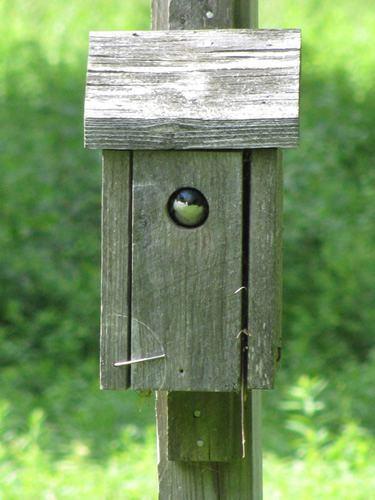 Tree Swallow