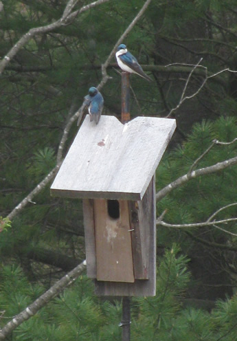 Tree Swallow