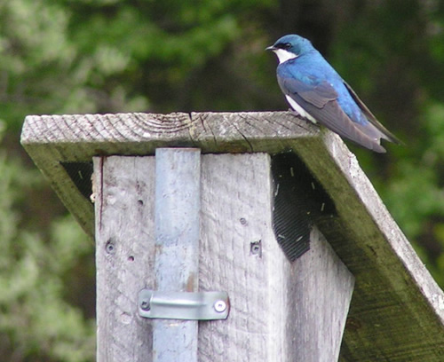 Tree Swallow