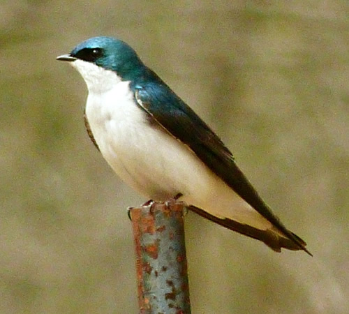 Tree Swallow