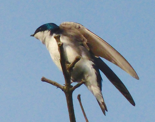 Tree Swallow