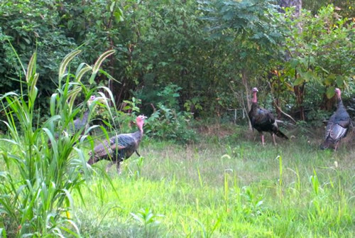 Wild Turkey