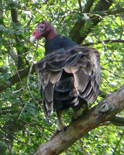 Turkey Vulture