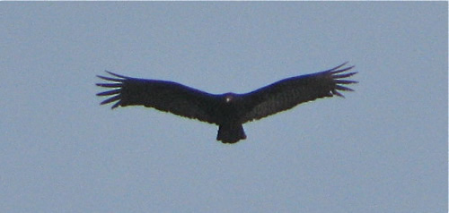 Turkey Vulture