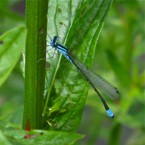 Turquoise Bluet