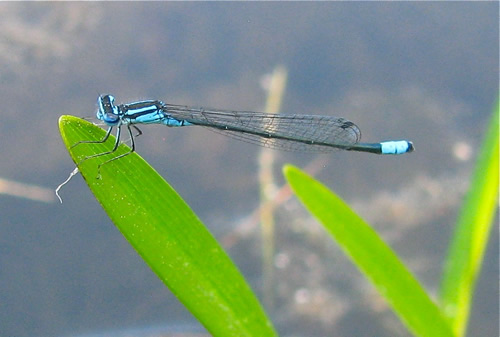 Turquoise Bluet