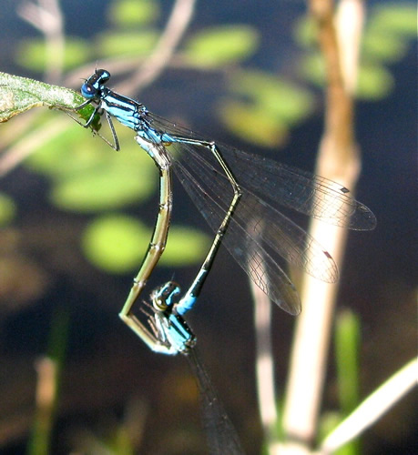 Turquoise Bluet