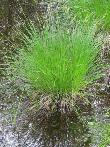 Tussock Sedge