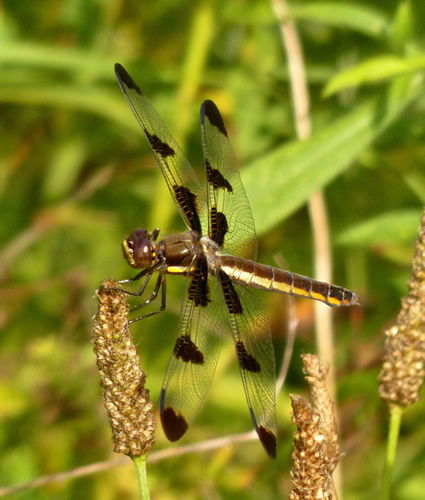 Twelve-spotted Skimmer (female)