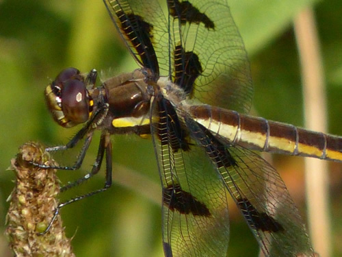Twelve-spotted Skimmer (female)