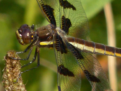 Twelve-spotted Skimmer (female)