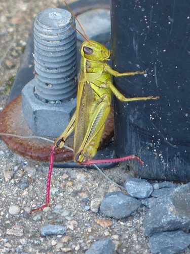 Two-striped Grasshopper