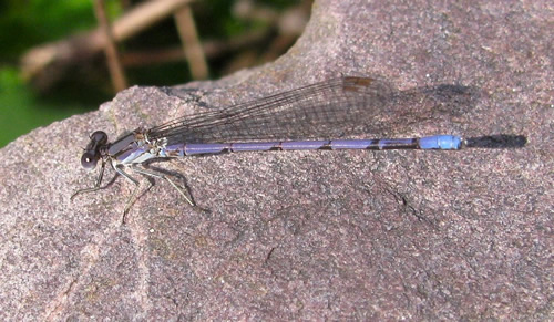 Variable Dancer Damselfly