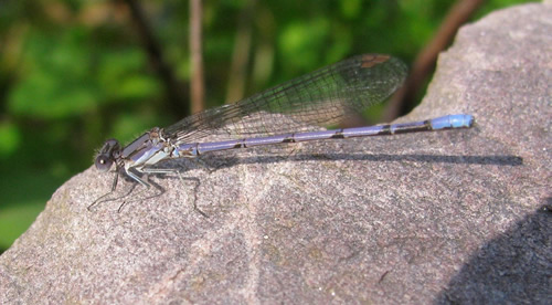 Variable Dancer Damselfly