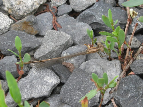 Variable Dancer Damselfly