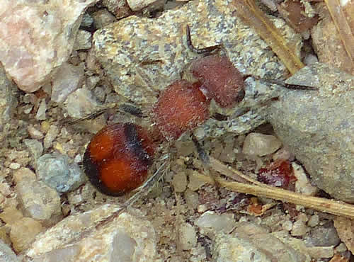 Velvet Ant