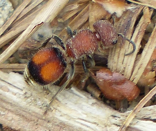 Velvet Ant