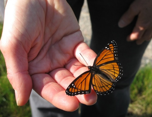 Viceroy Butterfly