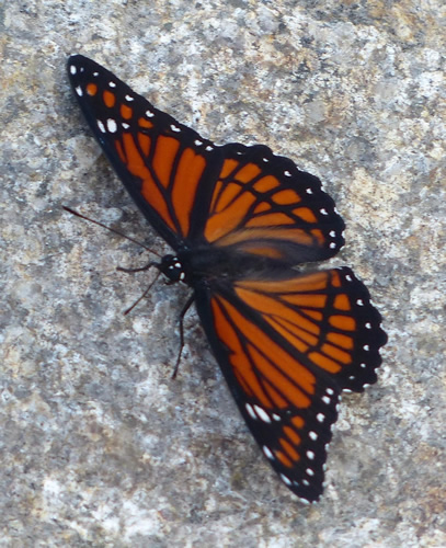 Viceroy Butterfly