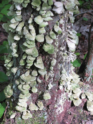 Violet toothed polypore