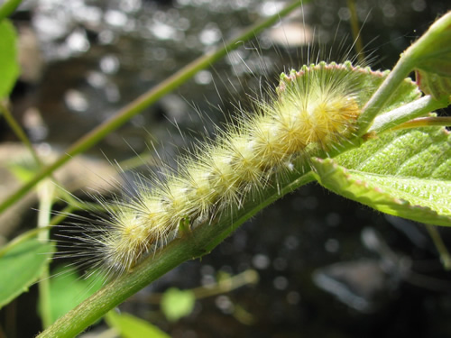 Virginian Tiger Moth Caterpillar