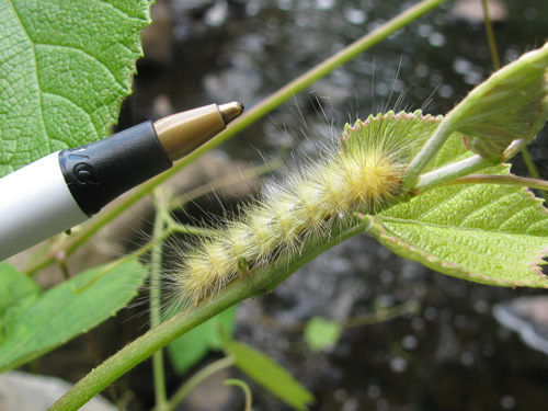 Virginian Tiger Moth Caterpillar