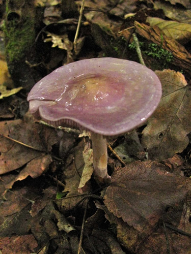 Viscid Violet Cort Mushroom