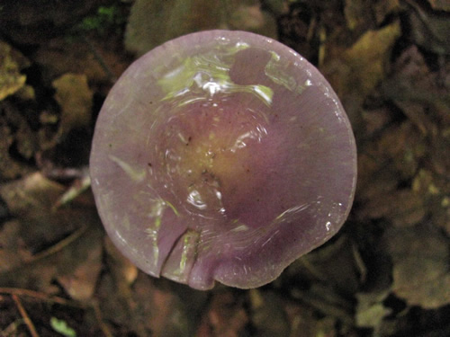 Viscid Violet Cort Mushroom