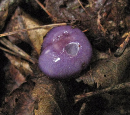 Viscid Violet Cort Mushroom