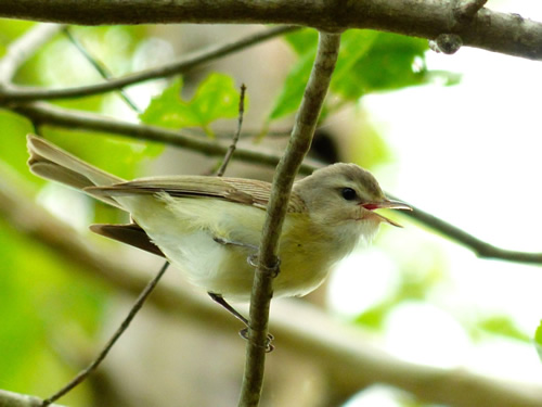 Warbling Vireo