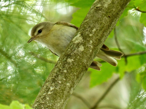 Warbling Vireo