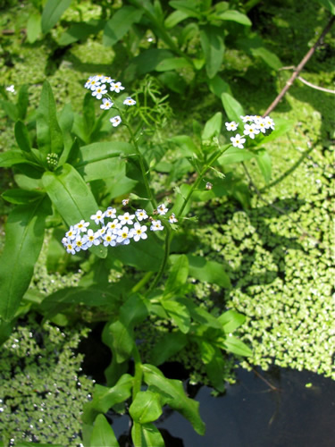 Water Forget-Me-Not