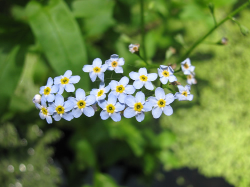Water Forget-Me-Not