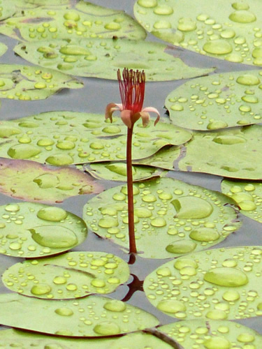 Water Shield