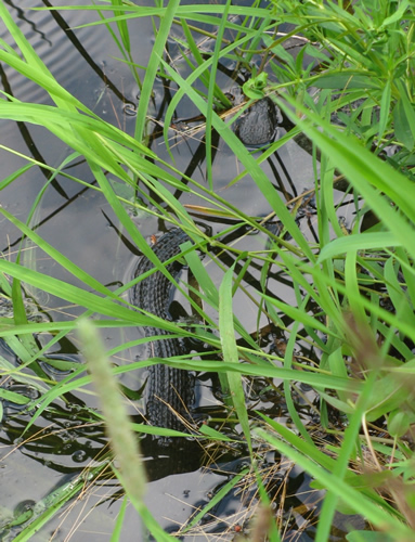 Northern Water Snake