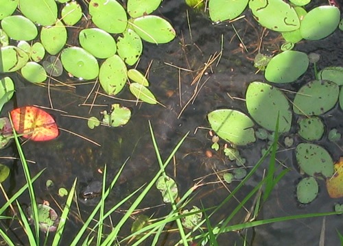 Northern Water Snake