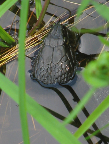 Northern Water Snake